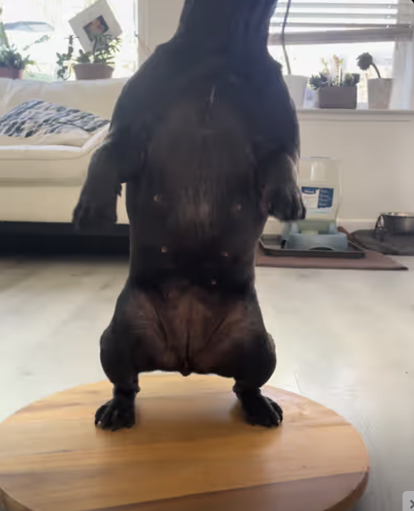 Frenchie is getting treats from Disney Puppet !!!